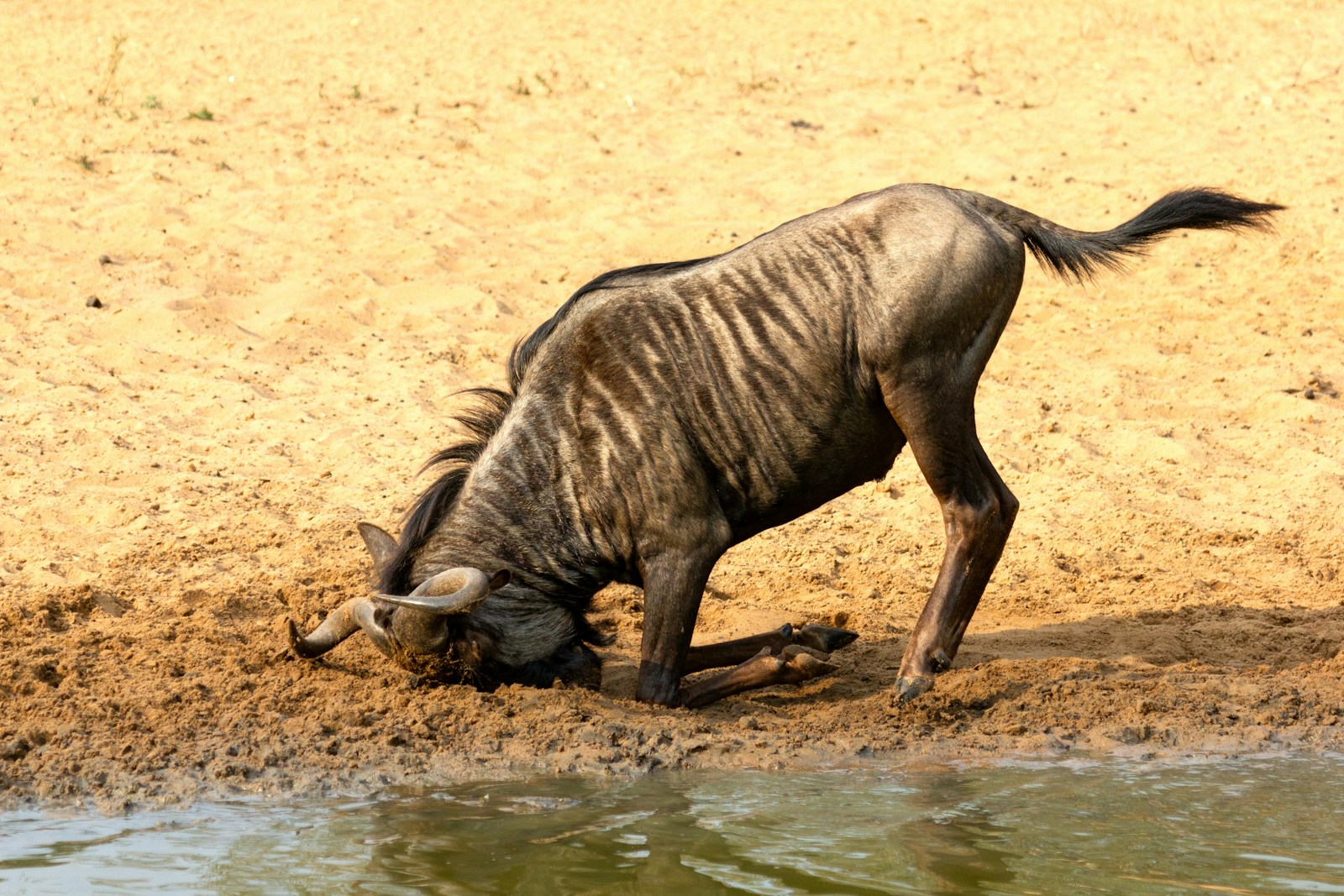 A wildebeest drinking water from a watering hole