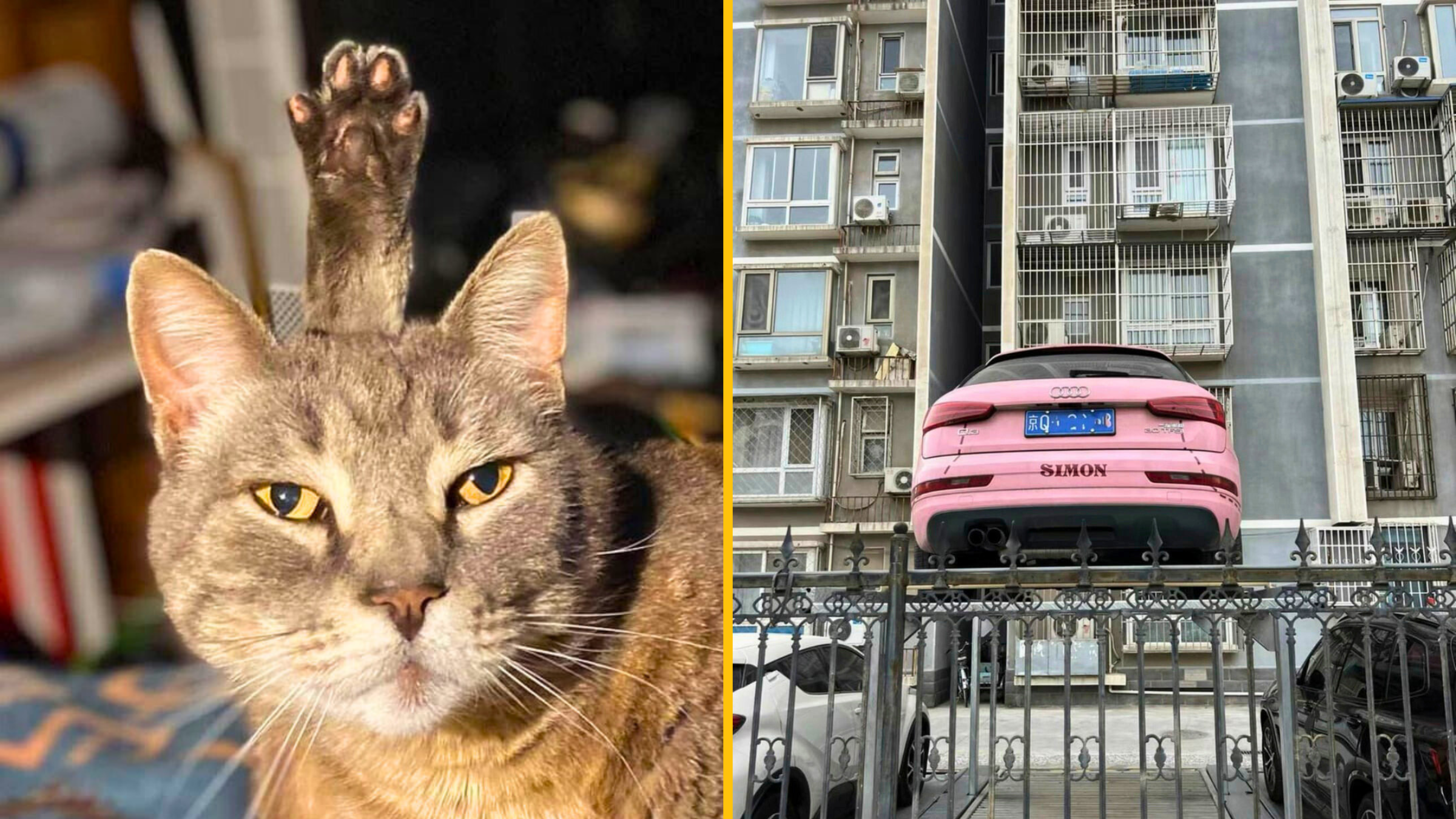 13 fotografických rébusov: mačka s labkou nad hlavou a zdanlivo levitujúce auto