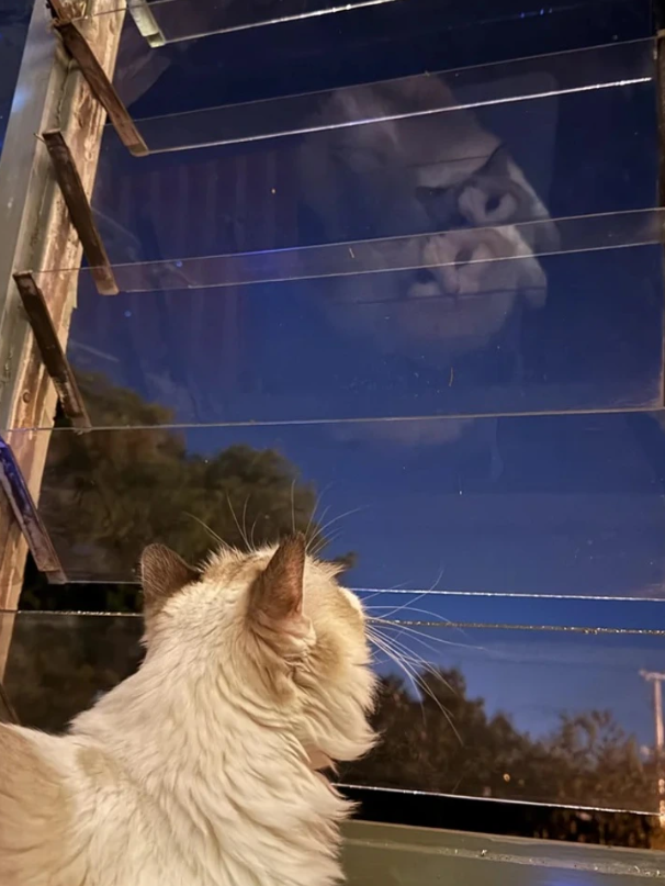 Mačka pri okne s odrazom tváre v skle nad žalúziami