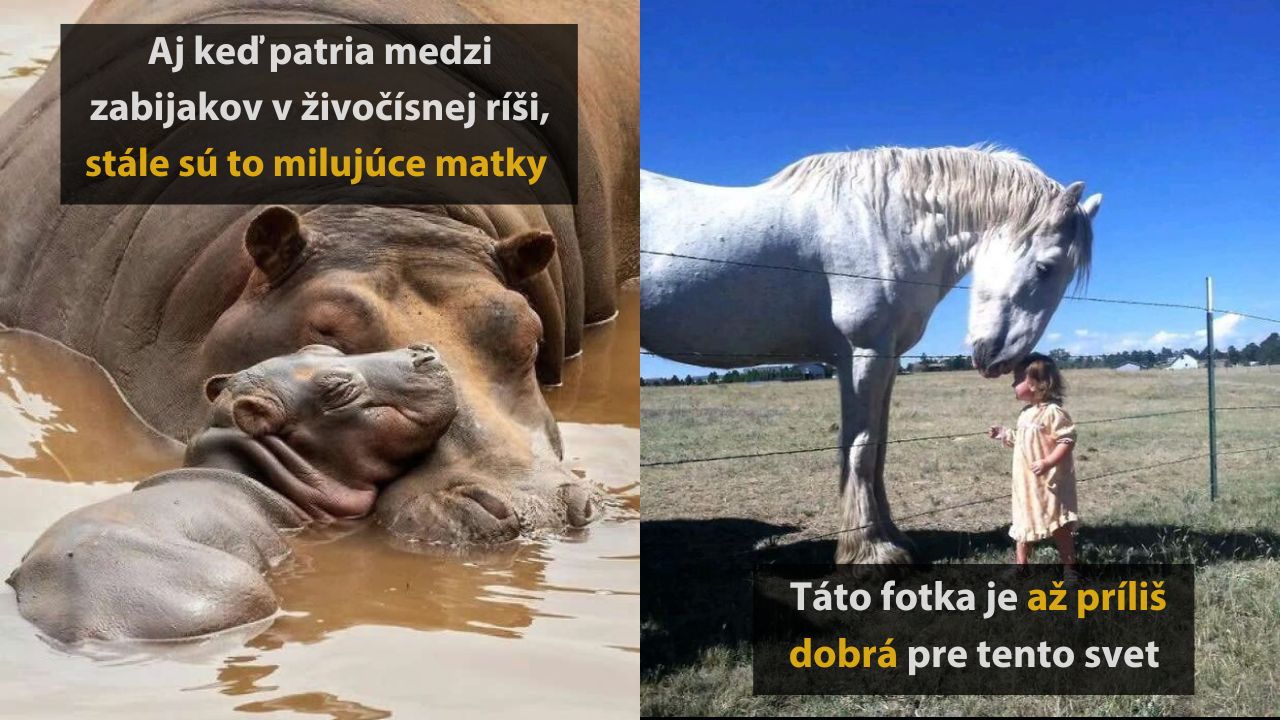 10 zvieracích záberov: mačka pri notách, opica s fotografom a kôň pri plote