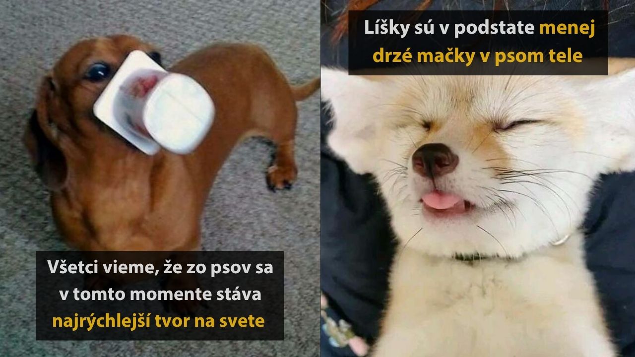 10 vtipných zvieracích fotografií, ktoré vám spríjemnia večer, 2.časť