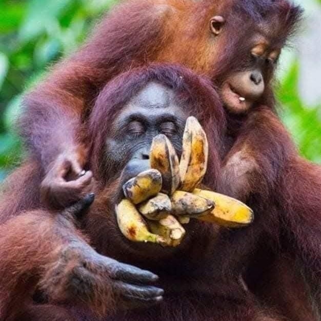 Orangutan drží ovocie pri tvári a ďalšie zviera vykúka spoza neho.