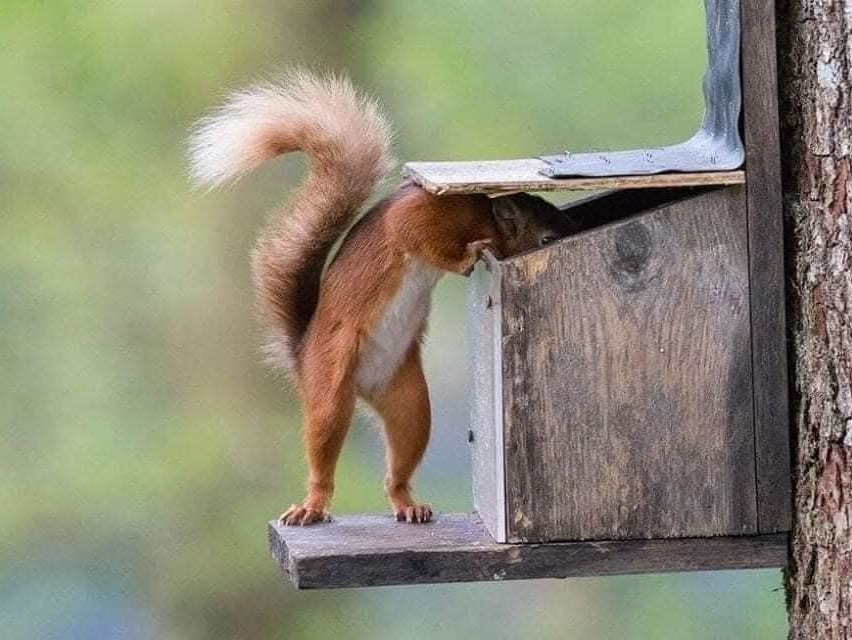 Predná časť tela mizne v otvore a zostáva len napnutý chrbát s chvostom.