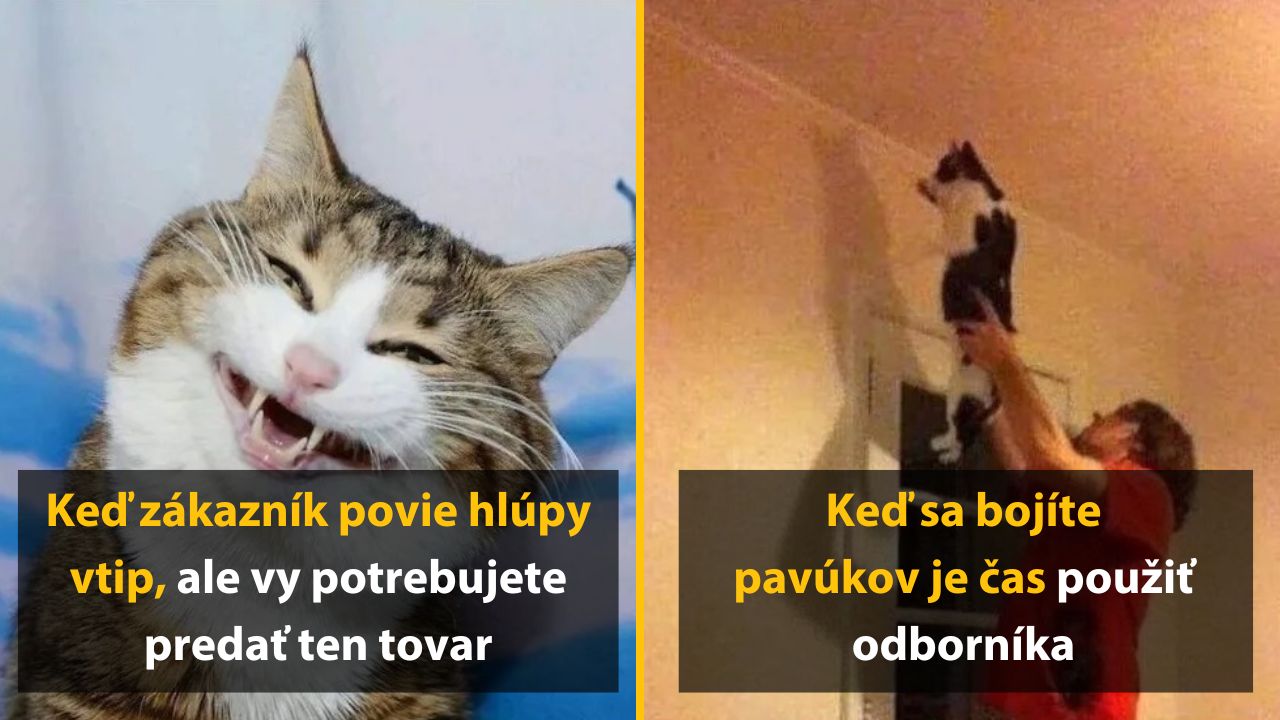 10 mačiek, ktoré sa narodili len preto, aby pobavili celý internet (a občas nám ničili život)