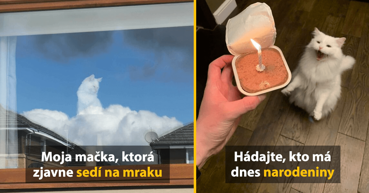 20 vtipných obrázkov z ríše zvierat, ktoré vám zlepšia deň