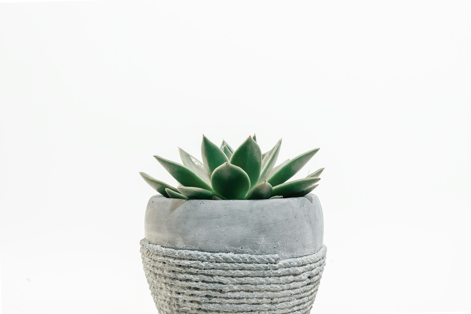 green succulent plant in gray pot