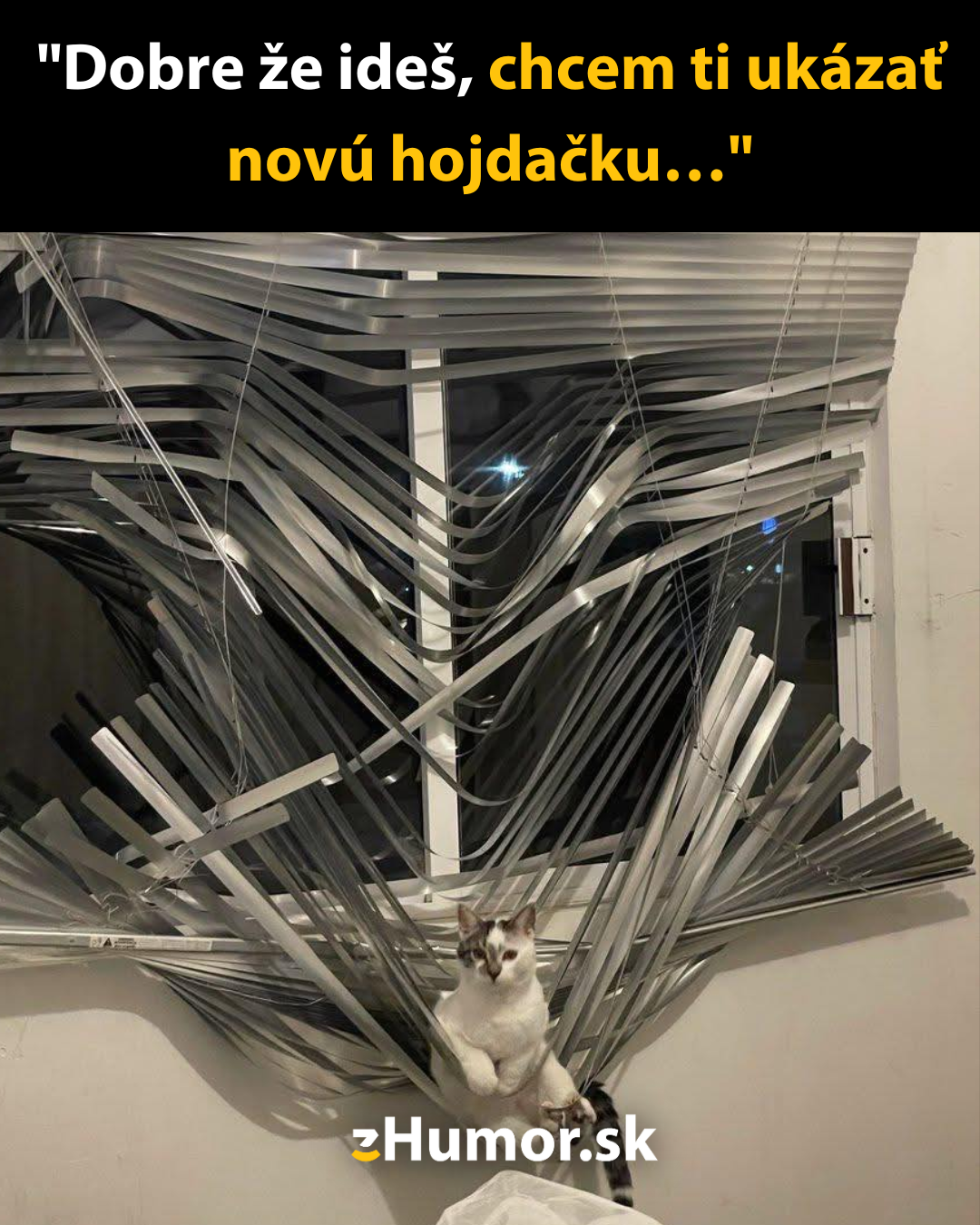 Život s mačkou v domácnosti je taký