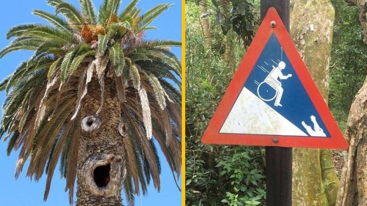 10 dizajnových kuriozít: palma s tvárou, mačací piktogram a tehlové kreslo