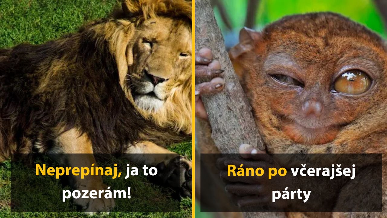 10 unavených zvierat, ktoré mali včera veľmi ťažký večer (možno ako vy)