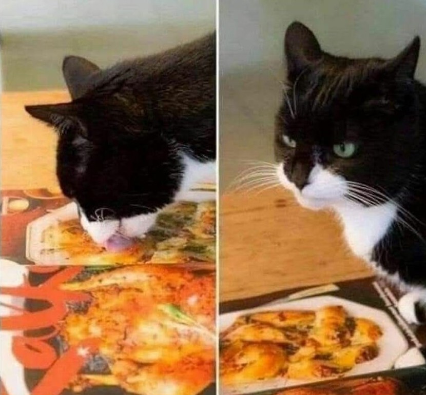 Dva zábery mačky pri tlačenom obrázku pizze.
