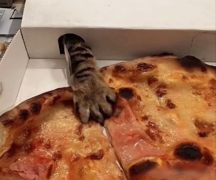 Mačacia laba vyčnieva cez otvor v krabici smerom k pizzi.