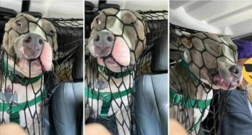 Koláž psa pri sieťke v interiéri vozidla.