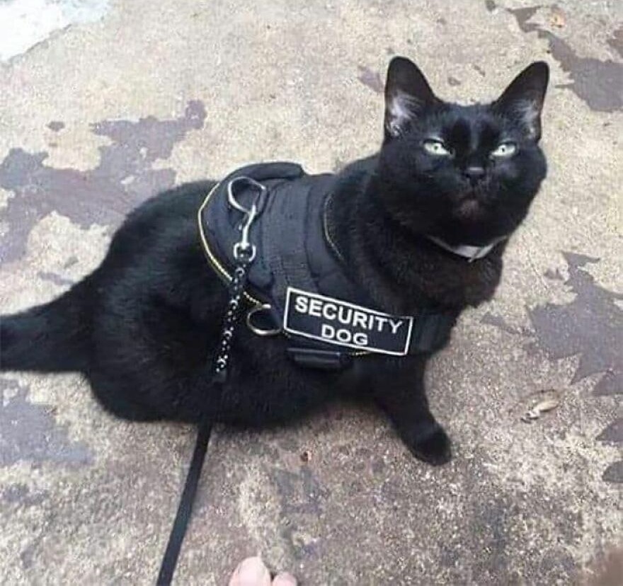 Čierna mačka v postroji s nápisom Security Dog.