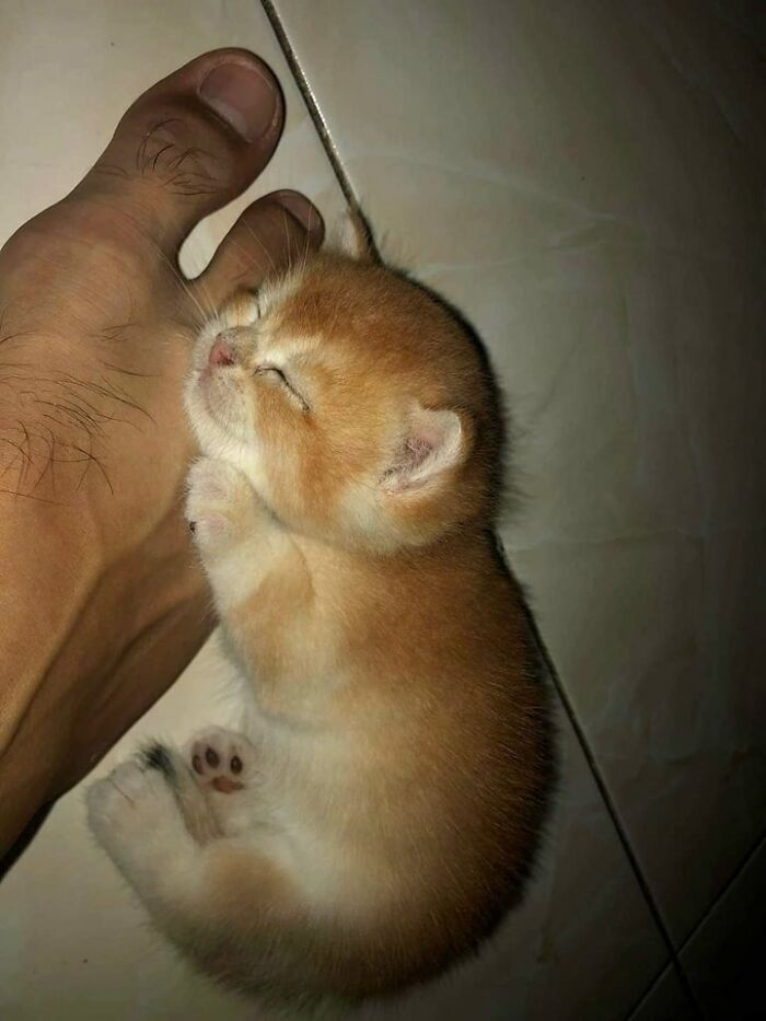 Spiaca mačiatko túliaca sa k ruke, relax a pohoda doma.
