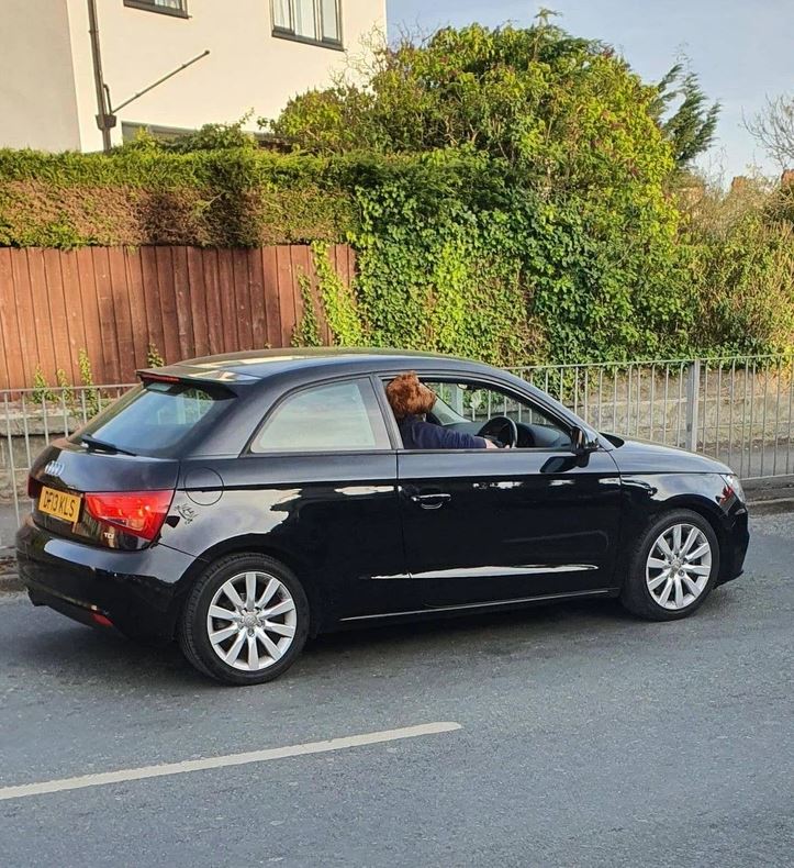 Čierne auto so psom vyzerajúcim cez okno, zaparkované pri obrubníku na slnkom zaliatej ulici.