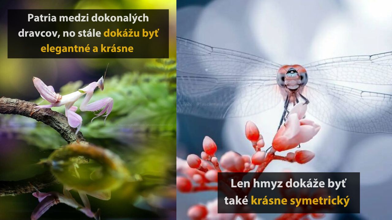 10 detailných fotografií hmyzu, ktoré vyzerajú ako zo sveta fantázie, 1. časť