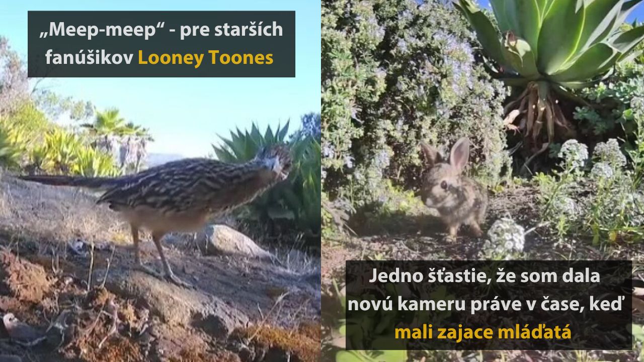 Nečakní návštevníci, ktorých zachytila žena pri záhradnej fonátne – 10 fotografií, 1.časť
