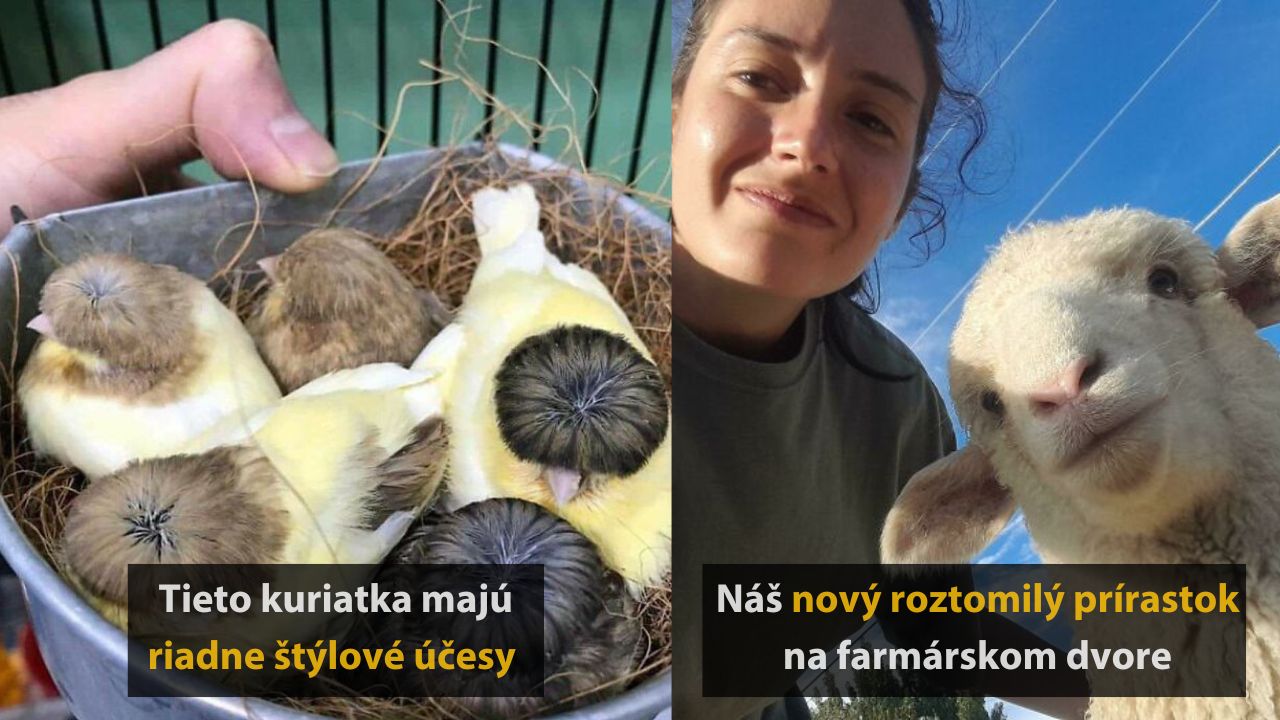 10 zvieracích momentov: králik s jazykom von aj had „kuriér“