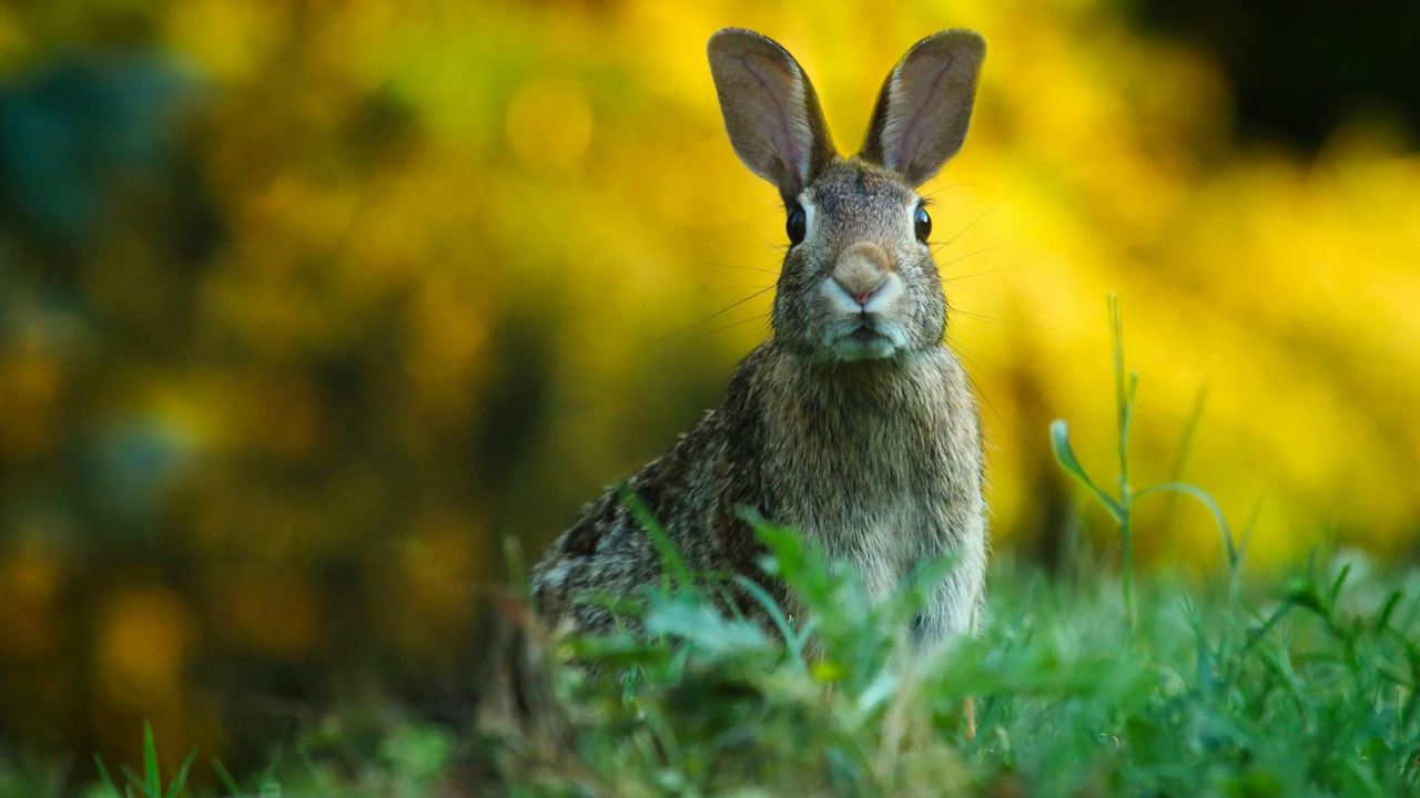 V niektorých krajinách boli spozorované zmutované králiky, tzv. „Frankenbunnies“