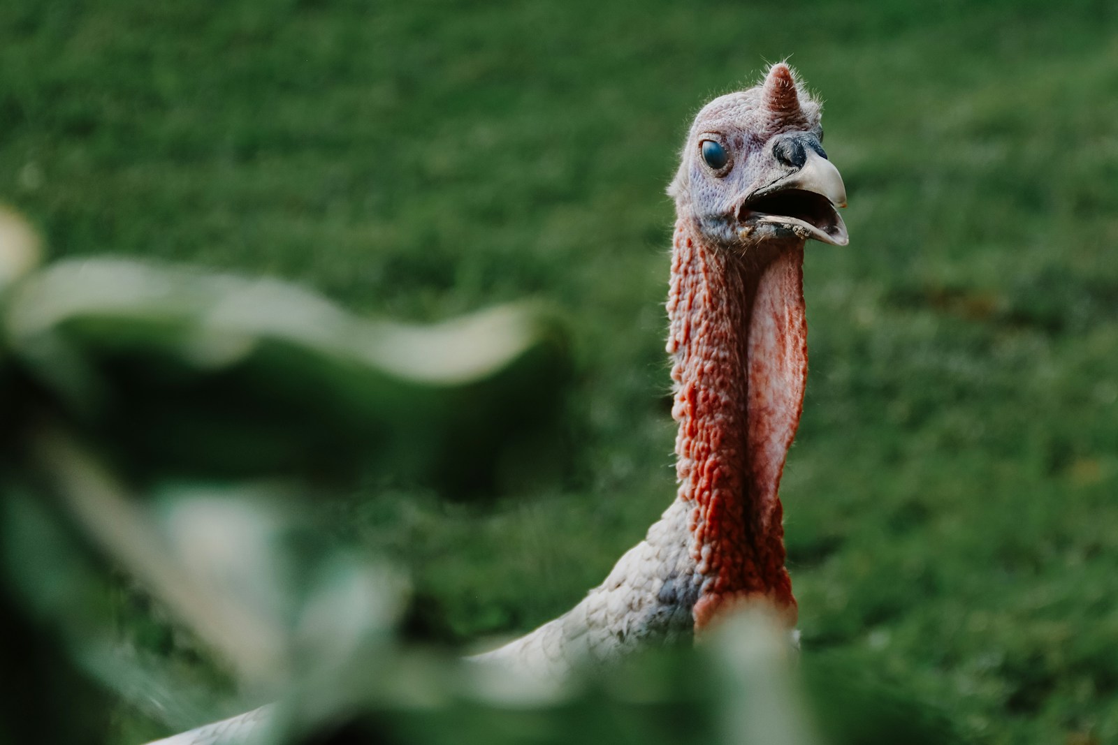 a close up of a bird on a grass field