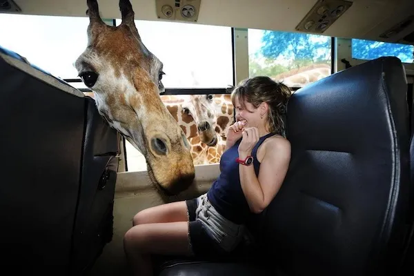 Dievča sa usmieva, keď žirafa strká hlavu do autobusu cez otvorené okno.