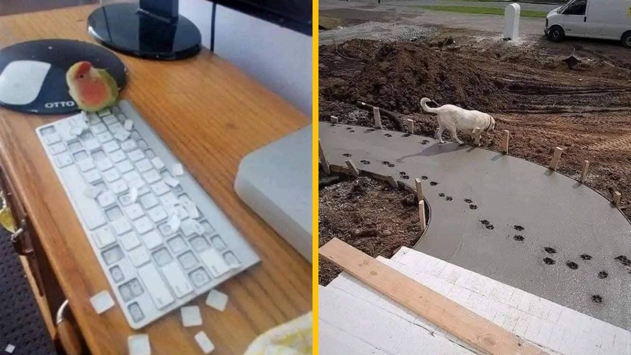 10 komických fotiek domácich miláčikov, ktorí svojim majiteľom takmer spôsobili infarkt