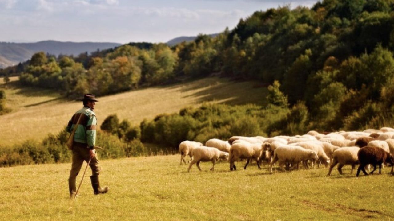 Chyták na pozornosť, ktorý poplietol už 90% ľudí: Koľko oviec zostalo farmárovi?