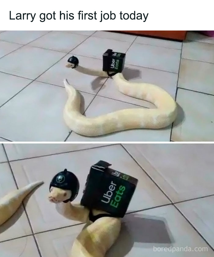 Dvojica záberov hada s malými kuriérskymi rekvizitami.