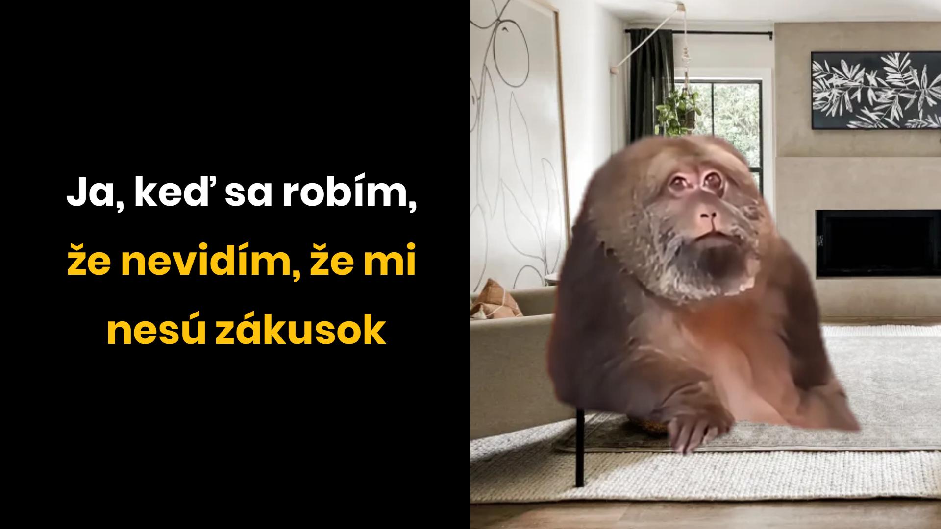 Opica sedí v obývačke s textom: Ja, keď sa robím, že nevidím, že mi nesú zákusok.