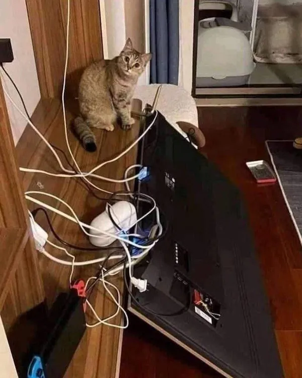 Mačka sedí vedľa prevráteného monitora obklopeného káblami v miestnosti, vyzerá zvedavo.
