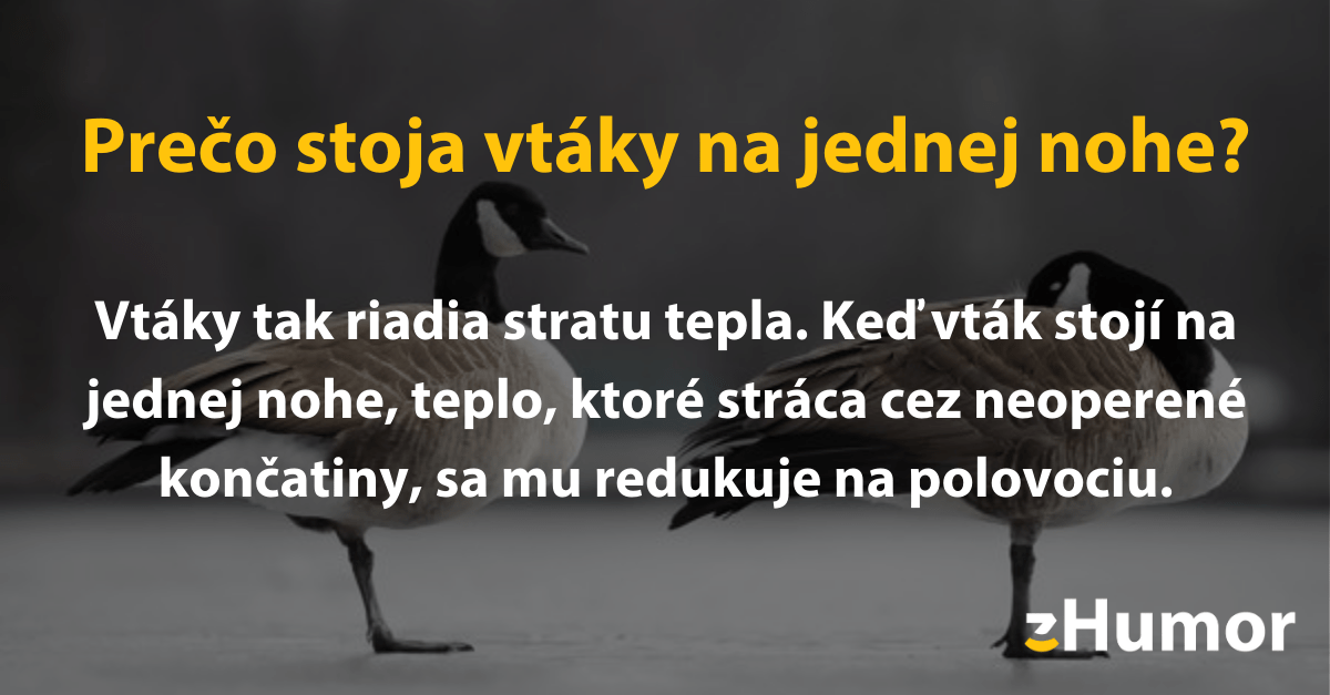 Niekoľko otázok, ktoré ste sa nikdy nepýtali ale my vám ich aj tak odpovieme