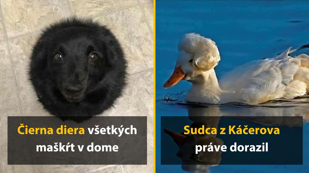 Čierny pes a kačka na vode, obaja s vtipnými účesmi ako ľudia.