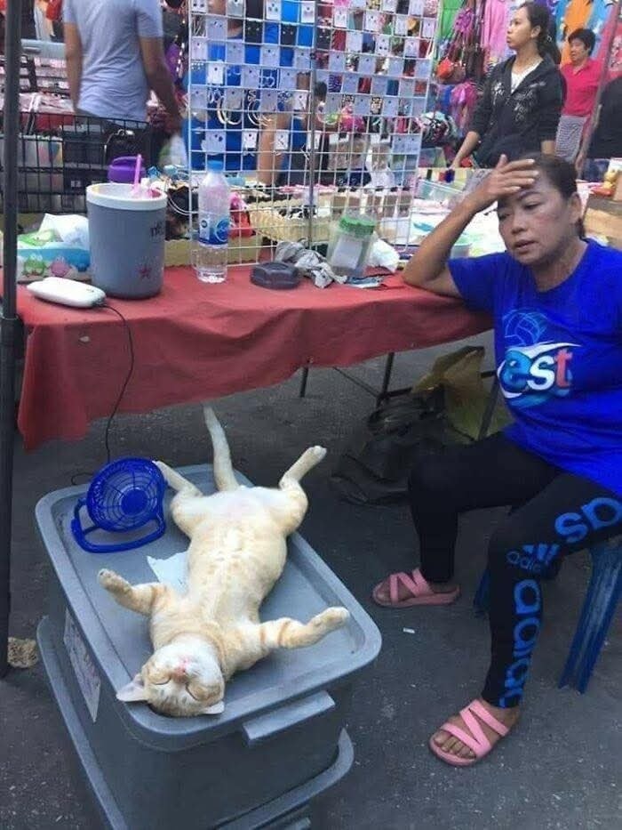 Siesta na vlastnej stoličke