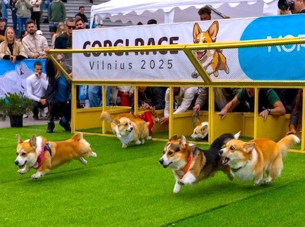 Preteky corgi psov vo Vilniuse, 2025: Štart plný vzrušenia na trávnatej dráhe.