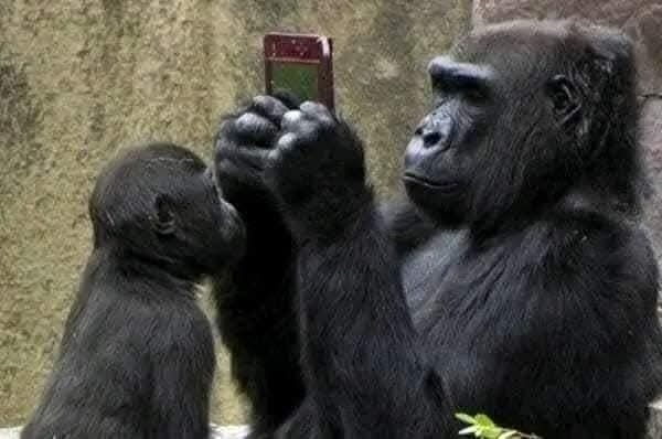 Dve gorily si prezerajú smartphone v zoo, pričom jedna z nich ho drží v rukách.