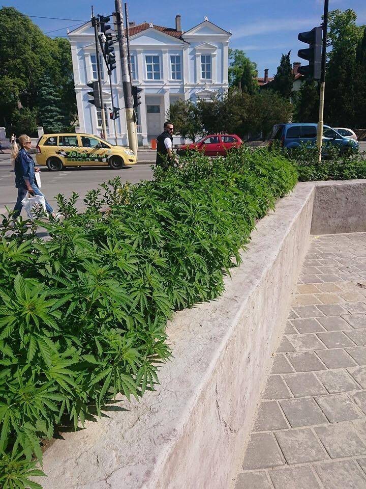Hustý zelený záhon pri chodníku a budovách v meste.