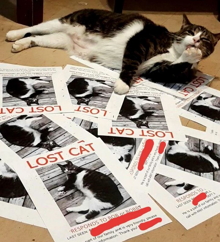 Mačka ležiaca medzi plagátmi s nápisom stratená mačka vyzerá pokojne a spokojne.