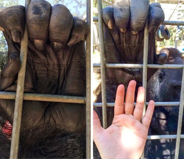 Ruka gorily a ľudská ruka na porovnanie veľkosti cez mreže v zoologickej záhrade.