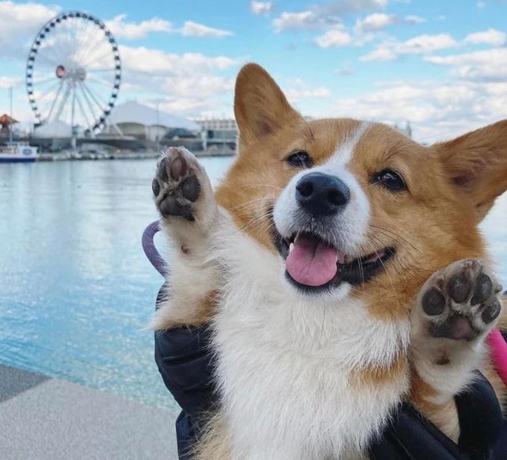 Veselý corgi so zdvihnutými labkami pri rieke s ruským kolesom v pozadí, jasná obloha.