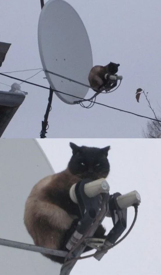 Mačka sediaca na satelitnej anténe v zimnom prostredí, pôsobí ako neobvyklý pozorovateľ oblohy.