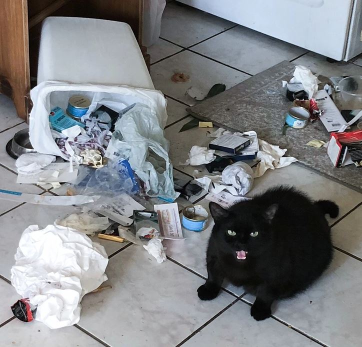 Čierna mačka pri prevrátenom koši s rozsypaným odpadom na podlahe v kuchyni.