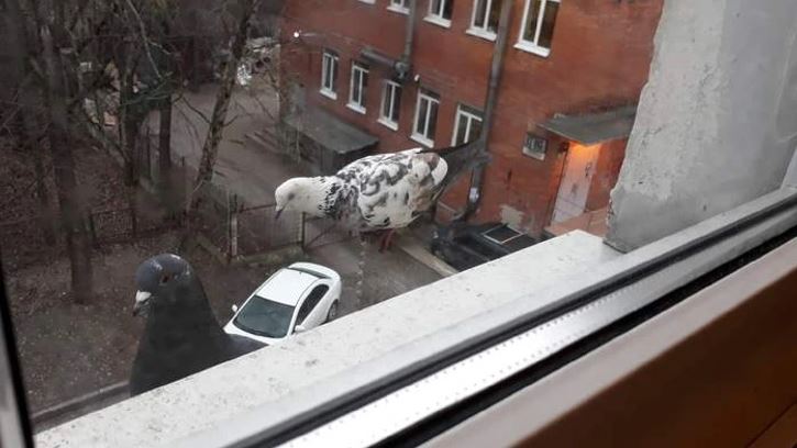 Holuby na parapete sledujú uličku pri činžiaku, v pozadí zaparkované auto a tehlová budova.