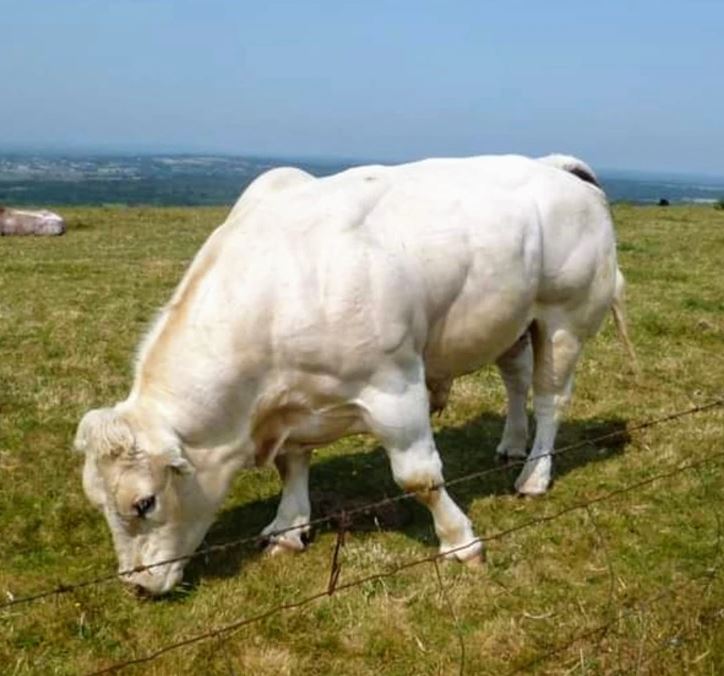 Mäkký biely býk pasúci sa na zelenej lúke pod modrou oblohou.