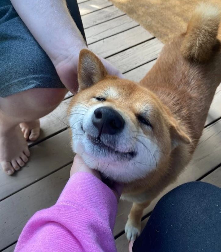 Šťastný pes Shiba Inu si užíva pohladenie na verande, zatvára oči a usmieva sa.