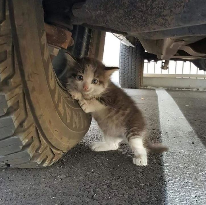 Mačiatko sa skrýva pod autom a objíma pneumatiky, zvedavo sleduje okolie.
