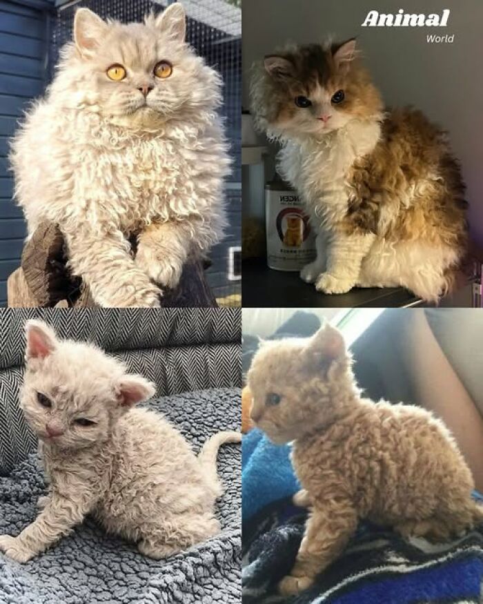 Kučeravé mačičky rôznych farieb a veľkostí, s jemnou, nadýchanou srsťou na pohodlných miestach.