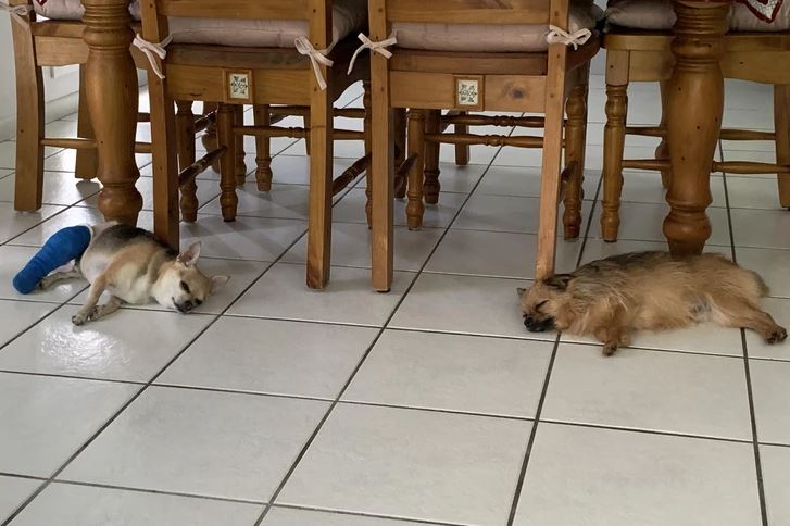 Dva psy spia na dlaždicovej podlahe pod drevenými stoličkami, jeden má modrý obväz na labke.