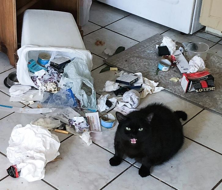 Čierna mačka vedľa prevráteného koša a rozhádzaného odpadu na podlahe v kuchyni.