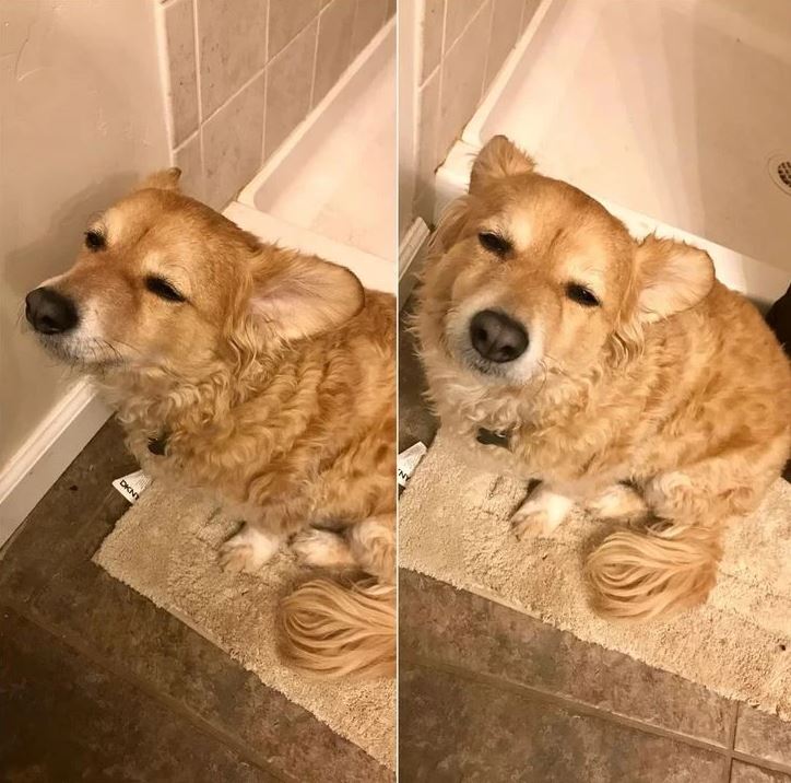 Hnedý pes oddychujúci na béžovom koberčeku v kúpeľni s ospalým výrazom v tvári.