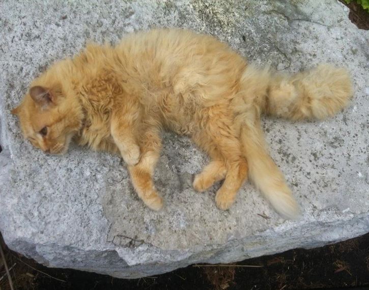 Spiaca ryšavá mačka odpočíva na kameni.